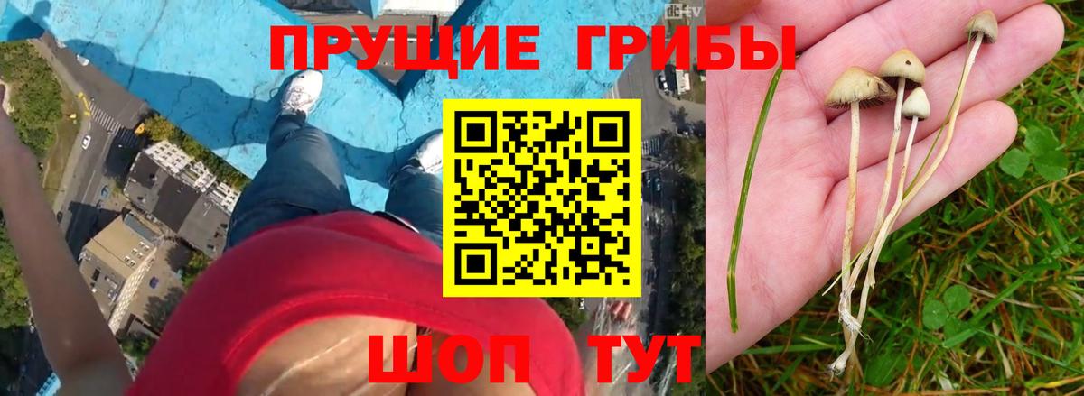Галлюциногенные грибы GOLDEN TEACHER Переславль-Залесский